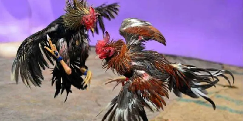 Cách soi kèo đá gà dễ hiểu giúp bạn tự tin đặt cược 2 Lý do nên soi kèo trước khi đặt cược đá gà