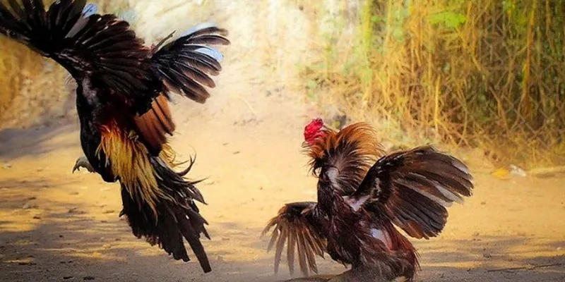 Cách soi kèo đá gà dễ hiểu giúp bạn tự tin đặt cược 3 Tổng hợp các yếu tố cần xem xét khi soi kèo đá gà