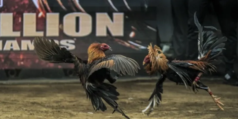 Giới thiệu đá gà casino