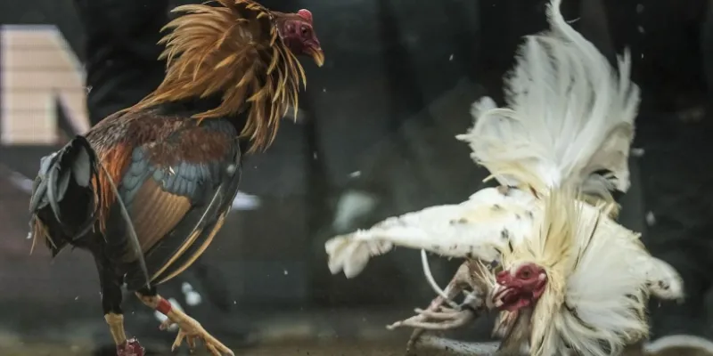 Hướng dẫn đặt cược đá gà trực tuyến