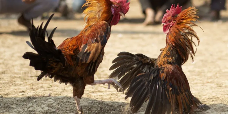 Kinh nghiệm chơi đá gà thành công