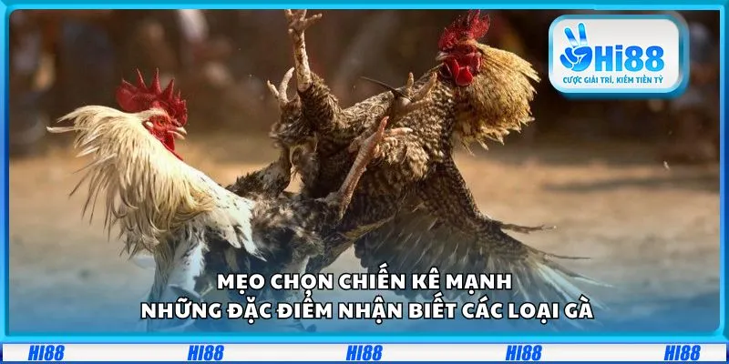 Mẹo chọn chiến kê mạnh: Những đặc điểm nhận biết các loại gà