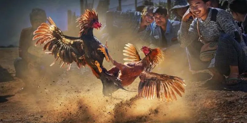 Mẹo chọn chiến kê mạnh: Những đặc điểm nhận biết các loại gà 3 Cách nhận biết gà tiềm năng để cược