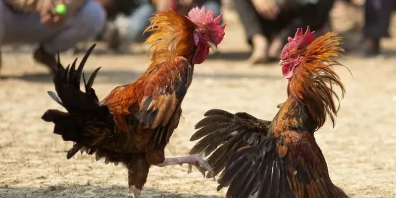 Mẹo chọn chiến kê mạnh: Những đặc điểm nhận biết các loại gà 4 Mẹo chọn chiến kê mạnh trong đá gà